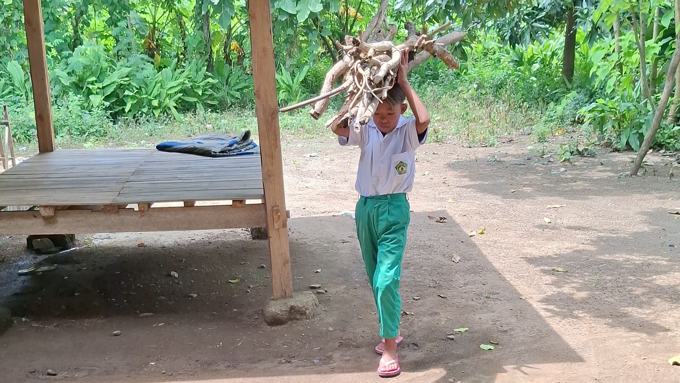 Yatim Piatu Ini Cari Kayu Bakar Demi Makan dan Sekolah